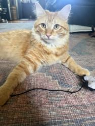 Lost Male Cat last seen S. Compton and Magnolia, St. Louis, MO 63118
