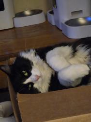 Lost Female Cat last seen Weaver dr and holland, Littleton, CO 80123
