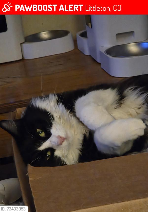 Lost Female Cat last seen Weaver dr and holland, Littleton, CO 80123