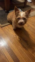 Lost Male Dog last seen Rock springs, powdersville, Easley, SC 29642