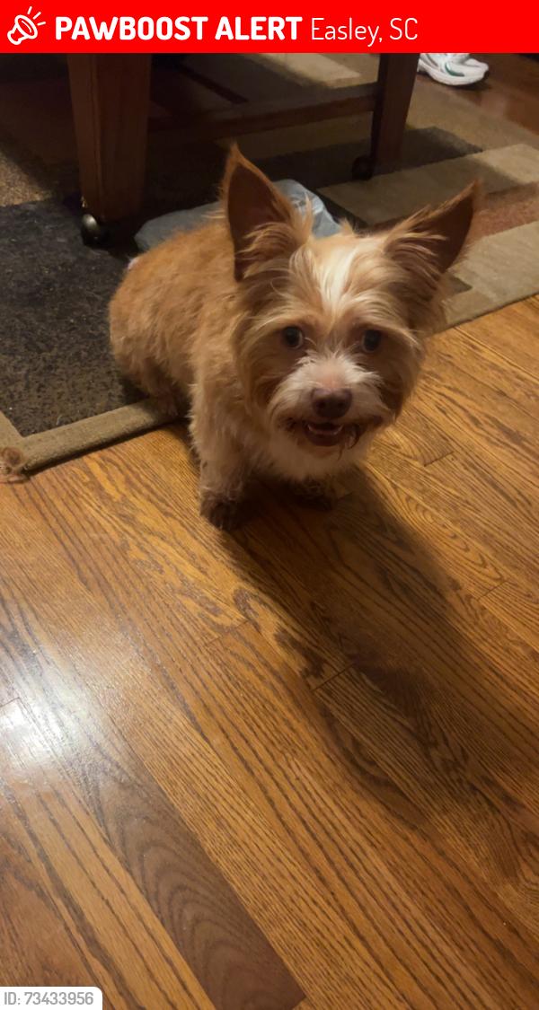 Lost Male Dog last seen Rock springs, powdersville, Easley, SC 29642