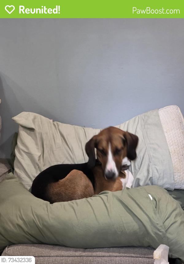 Reunited Male Dog last seen Twelveoaks road and Ohara, Midlothian, VA 23112