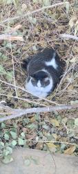 Reunited Female Cat last seen w Ave j 4 & hardwood ave, Lancaster, CA 93534
