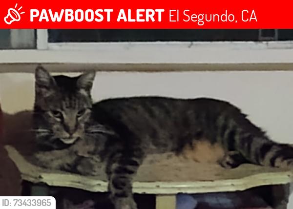 Lost Male Cat last seen Village liquor in El Segundo, El Segundo, CA 90245