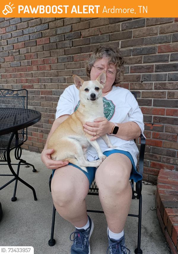 Found/Stray Male Dog last seen Highland Drive Ardmore tn, Ardmore, TN 38449
