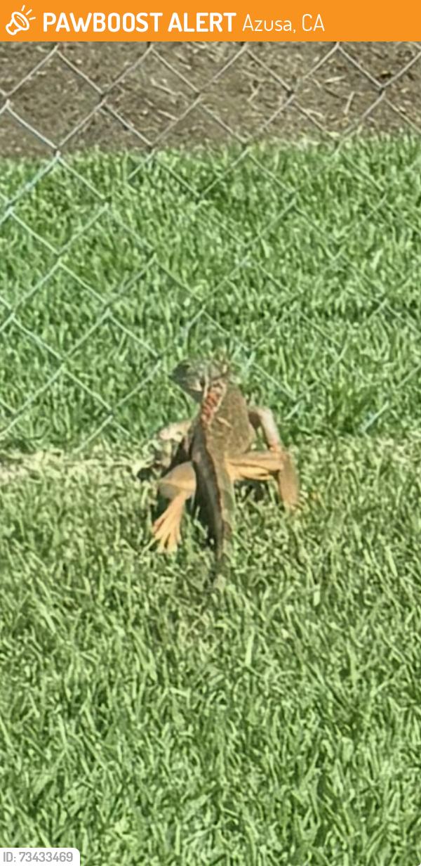 Found/Stray Unknown Reptile last seen On ghent and orange crest in Azusa ca between citrus and rockvale, Azusa, CA 91740