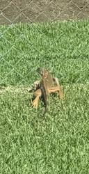 Found/Stray Unknown Reptile last seen On ghent and orange crest in Azusa ca between citrus and rockvale, Azusa, CA 91740