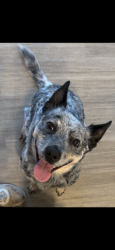 Lost Female Dog last seen county road 548 and Highway 173, Hondo, TX 78861