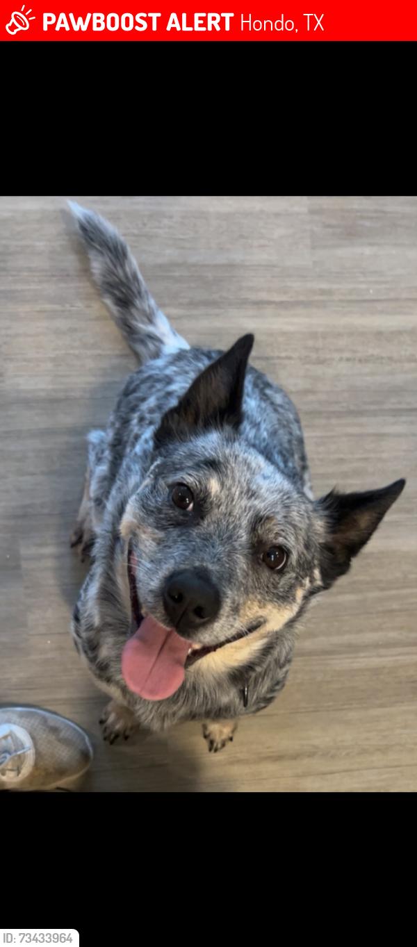 Lost Female Dog last seen county road 548 and Highway 173, Hondo, TX 78861