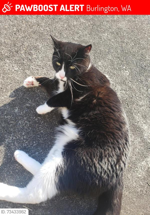 Lost Male Cat last seen Gardner and Lafayette, Burlington, WA 98233