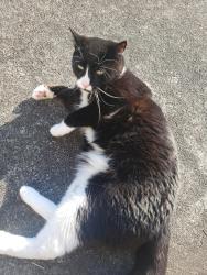 Lost Male Cat last seen Gardner and Lafayette, Burlington, WA 98233