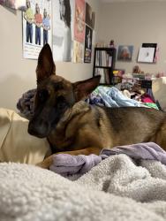 Reunited Female Dog last seen Near Valley View Dr, Covington, GA 30016, USA, Covington, GA 30016