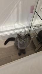 Reunited Female Cat last seen Boundary road, London NW8 0JA, Greater London, England NW8 0JA