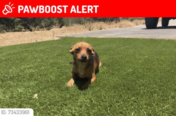 Lost Female Dog last seen Bingo Road Barona Reservation, San Diego County, CA 92040