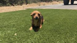 Lost Female Dog last seen Bingo Road Barona Reservation, San Diego County, CA 92040