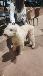 Found/Stray Female Dog last seen Just tap'd at the corner of 1sr and poplar, Macon, GA 31201