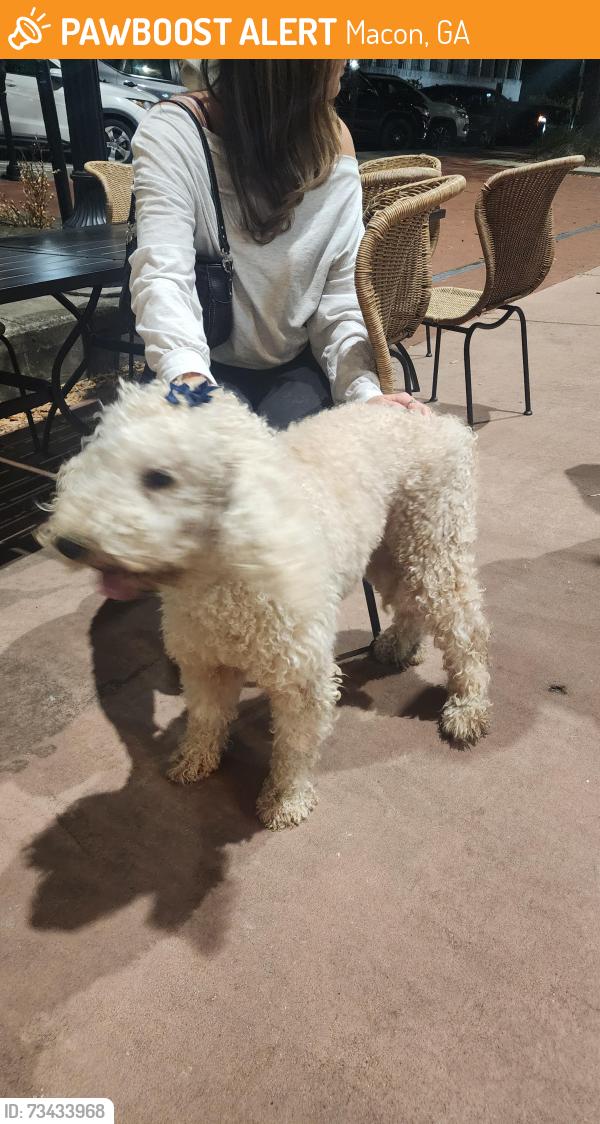 Found/Stray Female Dog last seen Just tap'd at the corner of 1sr and poplar, Macon, GA 31201