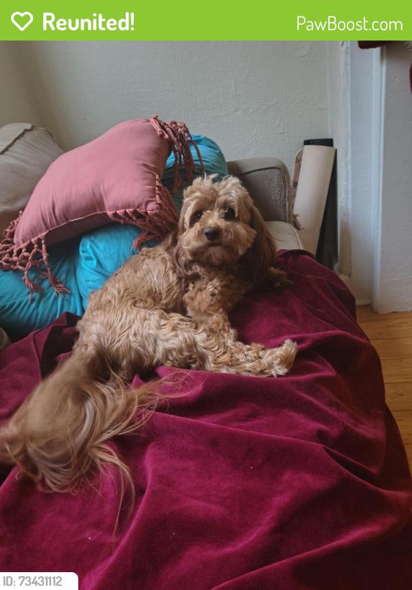 Reunited Female Dog last seen 27th and brown, Philadelphia, PA 19121