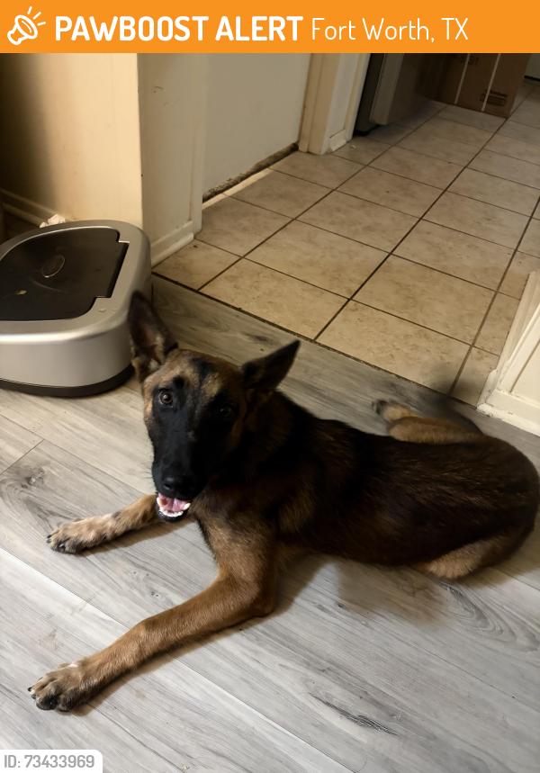 Found/Stray Female Dog last seen Near E Lancaster Ave Fort Worth, TX 76103 United States, Fort Worth, TX 76103