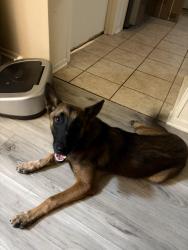 Found/Stray Female Dog last seen Near E Lancaster Ave Fort Worth, TX 76103 United States, Fort Worth, TX 76103