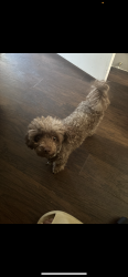 Lost Female Dog last seen Burdett Av Troy NY, Troy, NY 12180