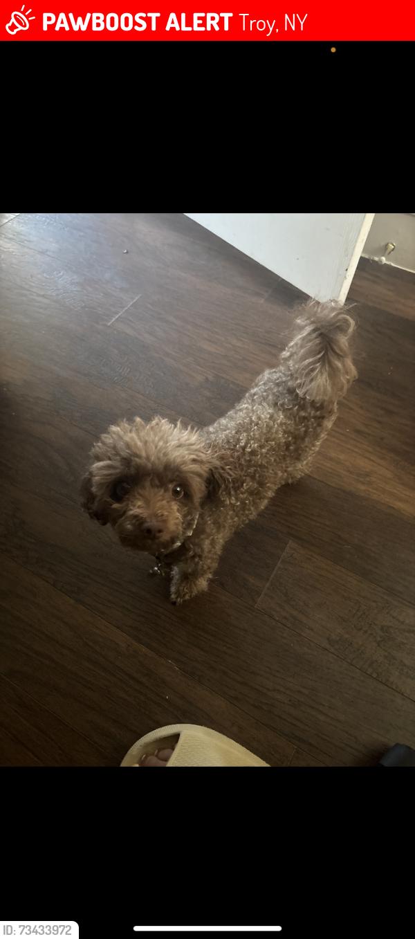 Lost Female Dog last seen Burdett Av Troy NY, Troy, NY 12180