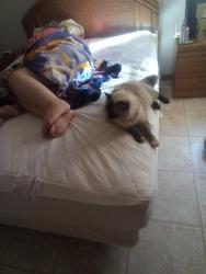 Lost Female Cat last seen Bel Air/Chevy Chase Ct, Fairfield, CA 94533