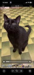 Lost Female Cat last seen Av bois de boulogne, Montreal, QC H3M 2X1