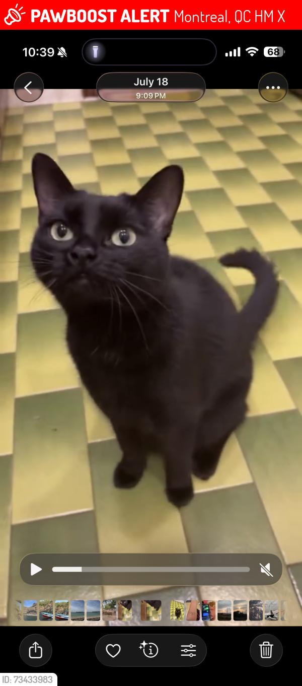 Lost Female Cat last seen Av bois de boulogne, Montreal, QC H3M 2X1