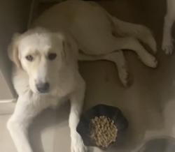 Reunited Male Dog last seen Tsuu T’ina Nation, Priddis, AB T3T 0A6