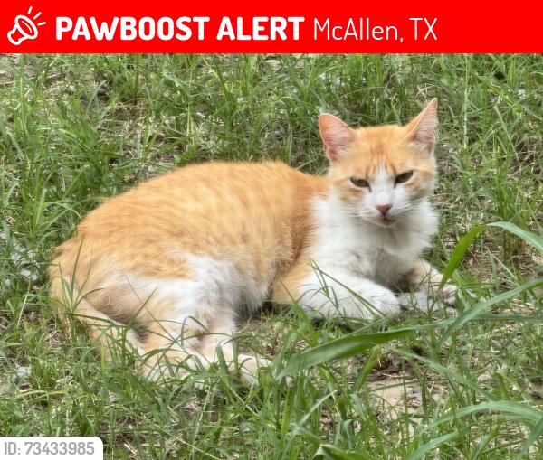 Lost Female Cat last seen Ware rd and Ellis Drive in Mcallen, McAllen, TX 78504