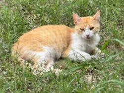Lost Female Cat last seen Ware rd and Ellis Drive in Mcallen, McAllen, TX 78504