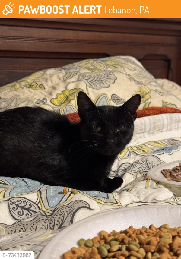 Found/Stray Female Cat last seen McDonald’s on Quentin Rd, Lebanon, PA 17042