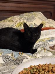 Found/Stray Female Cat last seen McDonald’s on Quentin Rd, Lebanon, PA 17042