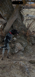 Lost Female Dog last seen Stamm lane and north pit lane Nampa, Nampa, ID 83687