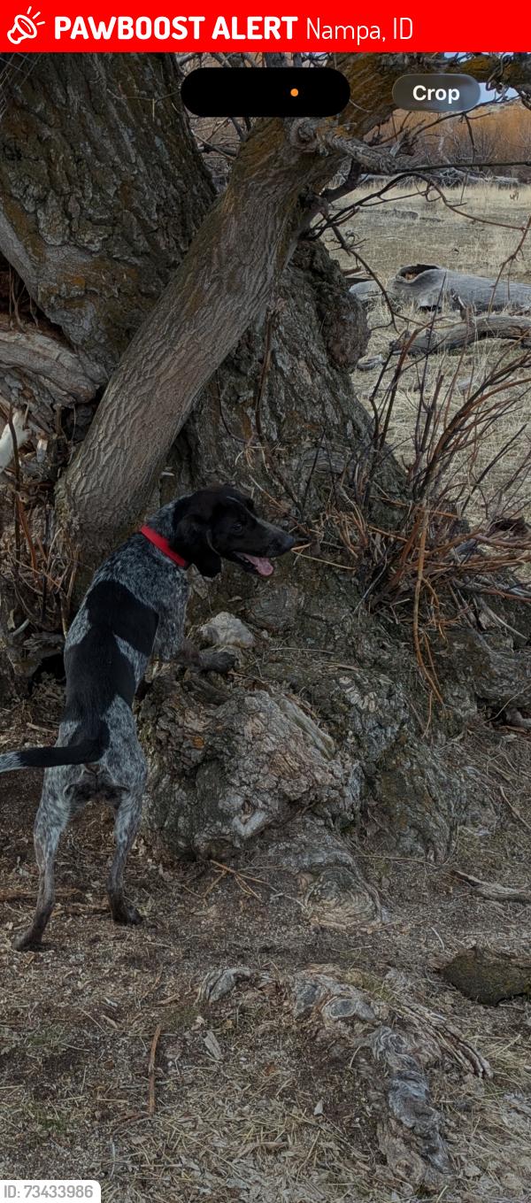 Lost Female Dog last seen Stamm lane and north pit lane Nampa, Nampa, ID 83687