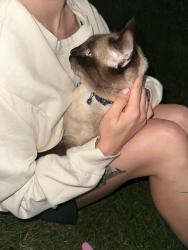 Found/Stray Unknown Cat last seen Kroger on bethel Rd, Columbus, OH 43235