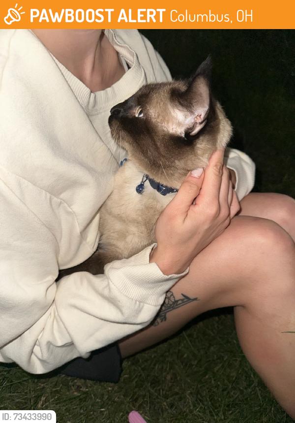Found/Stray Unknown Cat last seen Kroger on bethel Rd, Columbus, OH 43235