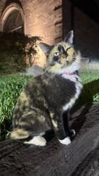 Found/Stray Unknown Cat last seen Marina Dr. in Country Meadows subdivision, Mansfield, TX 76063