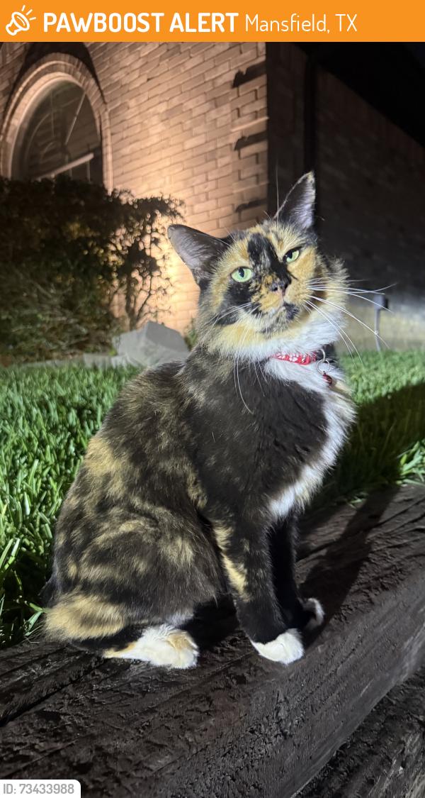 Found/Stray Unknown Cat last seen Marina Dr. in Country Meadows subdivision, Mansfield, TX 76063