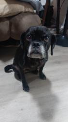 Found/Stray Female Dog last seen Near quail st, Albany, NY 12203