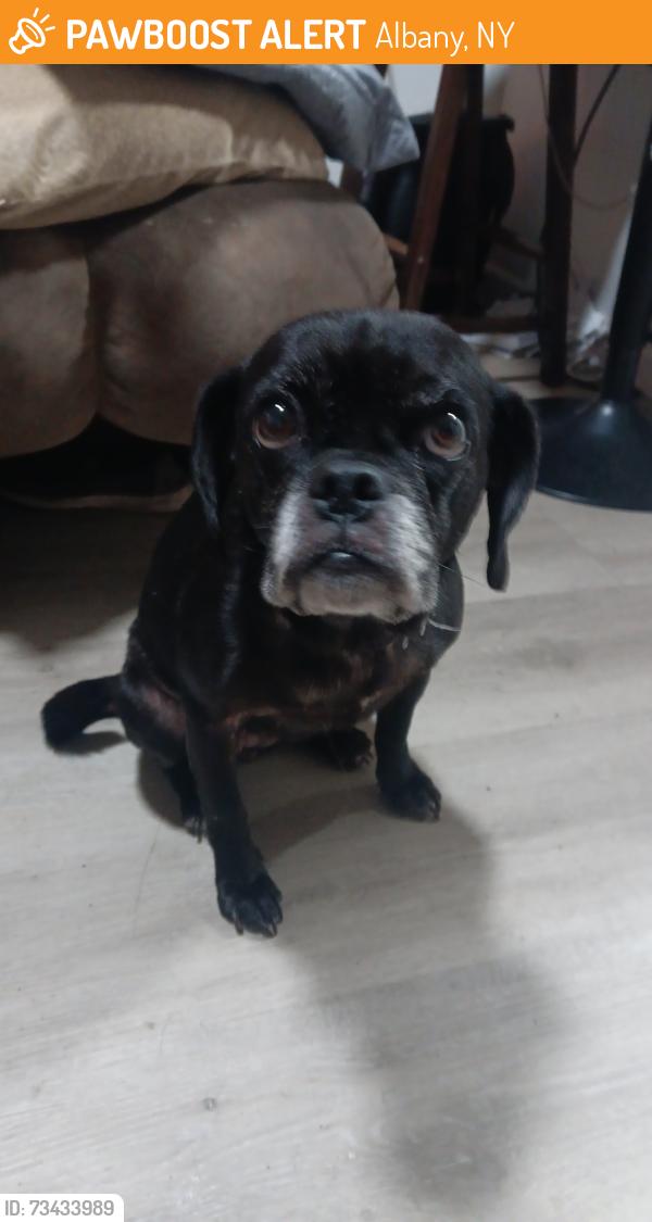 Found/Stray Female Dog last seen Near quail st, Albany, NY 12203