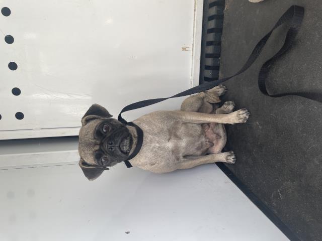 Shelter Stray Female Dog last seen Near BLOCK COOK AVE, RIVERSIDE, CA, 6851 Van Buren Boulevard, Jurupa Valley, CA 92509, USA