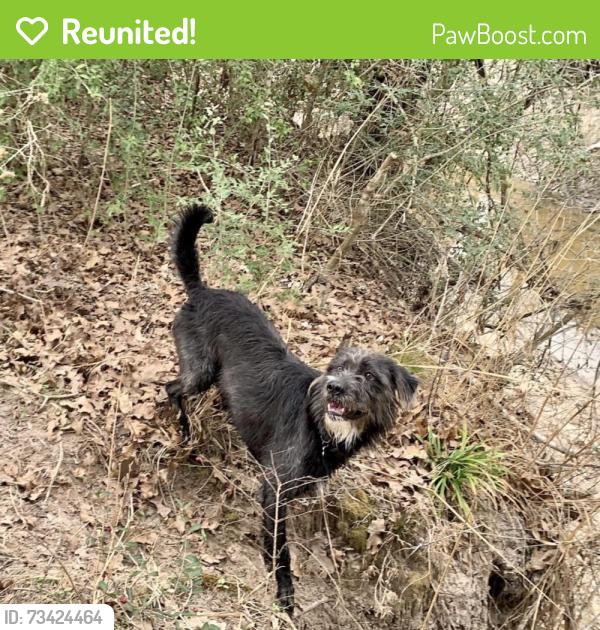 Reunited Male Dog last seen In the silvermill area off greenhouse and morton Rd, Katy, TX 77449