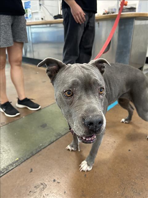 Shelter Stray Female Dog last seen , 14409 Vanowen St, Van Nuys, CA 91405, USA