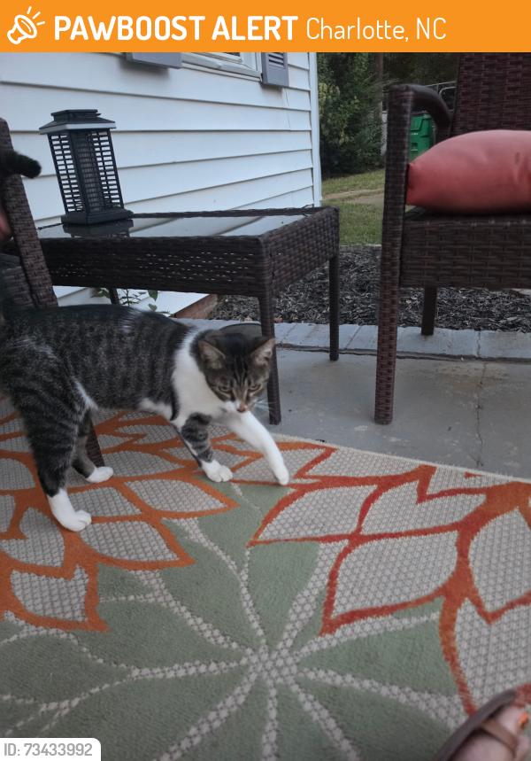 Found/Stray Female Cat last seen Kohler ave, Charlotte, NC 28206