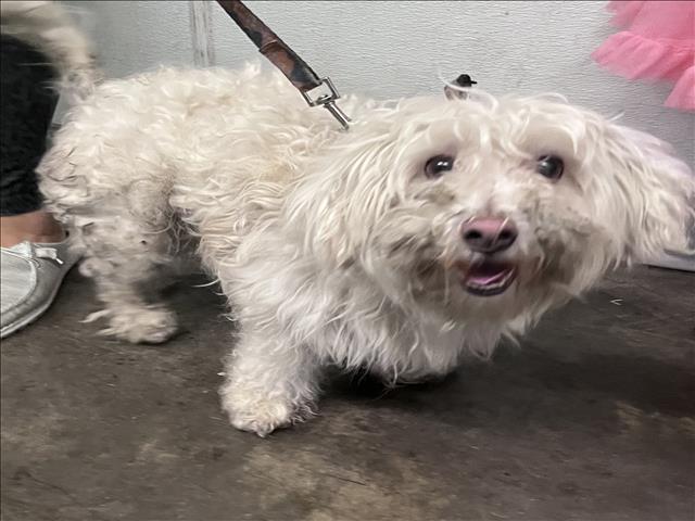 Shelter Stray Male Dog last seen , 1850 W 60th St, Los Angeles, CA 90047, USA