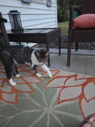Found/Stray Female Cat last seen Kohler ave, Charlotte, NC 28206