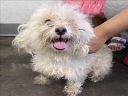 Shelter Stray Female Dog last seen , 1850 W 60th St, Los Angeles, CA 90047, USA