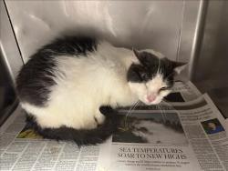 Shelter Stray Female Cat last seen , West Valley Animal Shelter, 20655 Plummer St, Chatsworth, CA 91311, USA